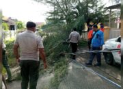 Pohon Tumbang di Padang Timpa Kabel Listrik dan Jaringan Nirkabel