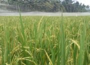 Produksi Padi di Agam 283.280,4 Ton hingga November 2023