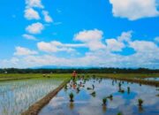 Produksi Padi di Pasbar hingga Awal Desember 2023 lebihi Target