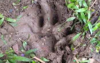 Jejak kaki harimau sumatera yang diduga memangsa ternak warga. (Foto: Dok Kecamatan Palembayan)