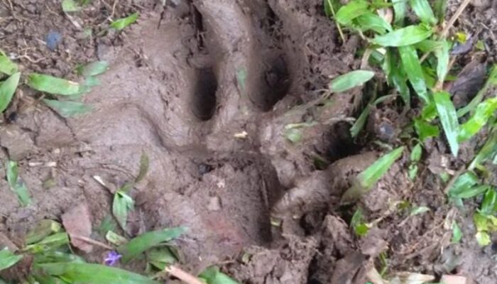 Jejak Harimau Sumatra Ditemukan di Permukiman Warga di Koto Sani Solok