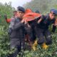 Evakuasi korban erupsi Gunung Marapi oleh Brimob Polda Sumbar. (dok. istimewa)