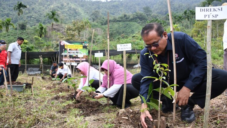 Penanaman bibit Kopi Bantjah. (istimewa)