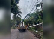 Listrik di Jati Padam Gegara Musang, PLN Sampai Ganti Tiang dan Kabel