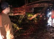 BPBD Padang Evakuasi Pohon Tumbang di Bukit Lampu, Tak Ada Korban Jiwa