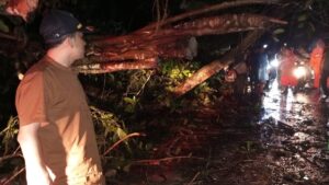 Pohon tumbang di Bukit Lampu, Kecamatan Lubuk Begalung pada Jumat malam. (dok. istimewa)