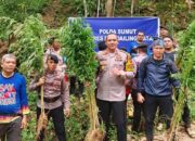 Polisi Temukan 5 Hektar Ladang Ganja di Madina, Langsung Dibakar