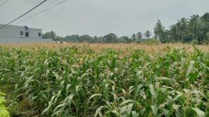 Salah satu tanaman jagung di Simpang Empat, Kabupaten Pasaman Barat. Pemkab setempat menargetkan 2.000 hektare penambahan luas tanam jagung selama 2024. (Antara/Altas Maulana).