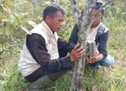 BKSDA Sumbar Tangani 12 Konflik Satwa selama 2023, 16 Ekor Ternak Warga jadi Mangsa