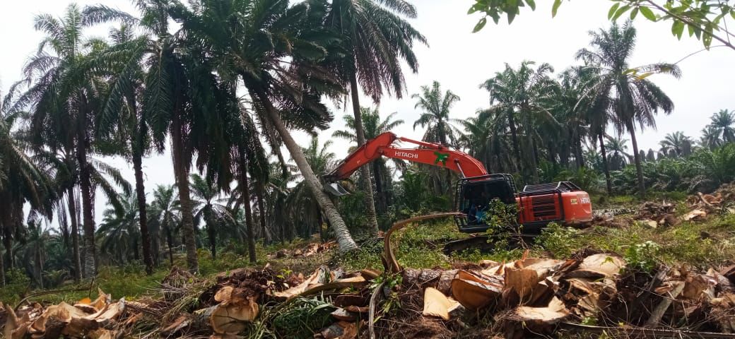 Kebun plasma PTPN IV Regional 4 yang bermitra dengan rakyat di kawasan Sungai Bahar, Kabupaten Muaro Jambi, Provinsi Jambi. (Foto: Dok. PTPN)