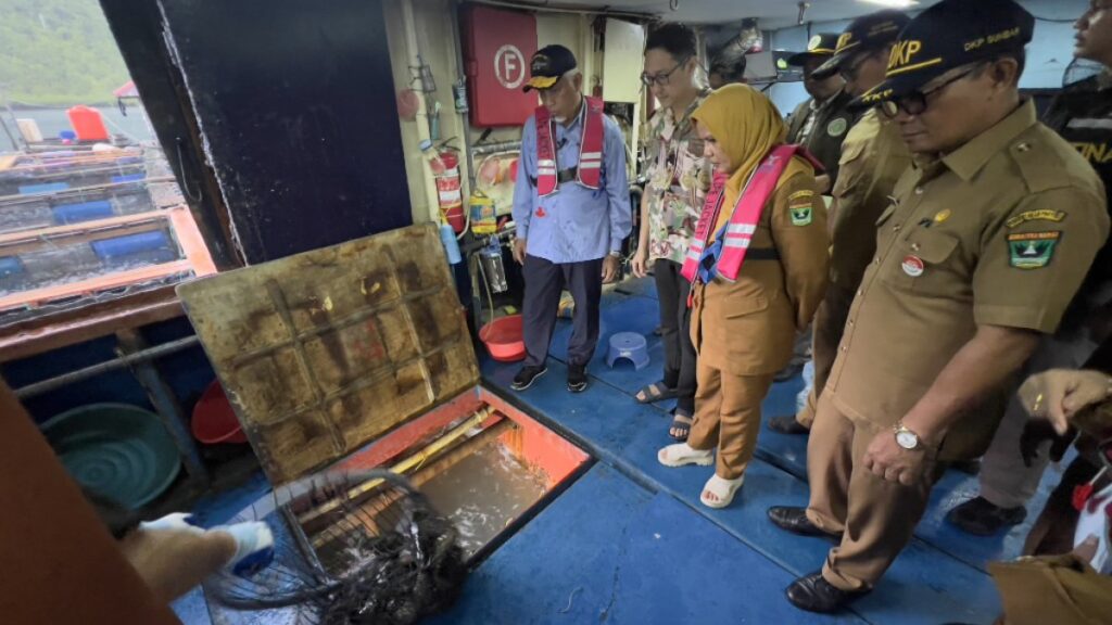 Gubernur Sumbar melihat panen ikan kerapu. (Foto: Dok. Istimewa)