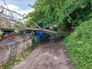 Salah satu pohon tumbang di Padang akibat angin kencang dan hujan deras. (Foto: Dok. Pusdalops PB)