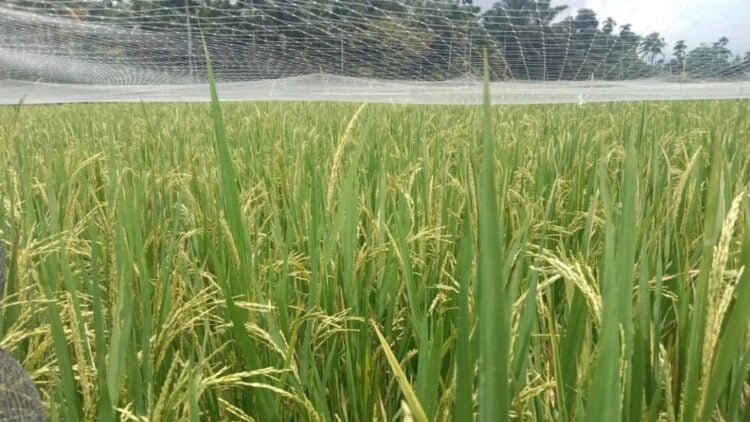 Lahan pertanian di Kabupaten Agam. Dok Antara/Yusrizal