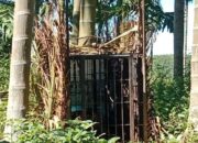 Seekor Harimau Sumatera Dievakuasi usai Masuk Kandang Jebak di Pasaman