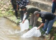 Lestarikan Ekosistem Sungai, Pemkab Pasbar Tebar 10 Ribu Benih Ikan Nila