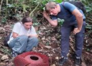 Pemkab Agam Kembangkan Wisata Rafflesia, Targetkan jadi Daya Tarik Minat Khusus