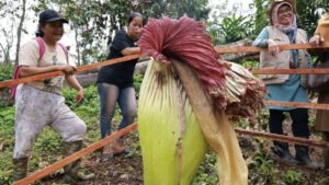 Bunga bangkai (Amorphophallus titanum) yang ditemukan mekar di kebun warga di Jorong Kampung Baru, Nagari (desa) Buo, Kecamatan Lintau Buo, Kabupaten Tanah Datar (Antara/Etri Saputra).