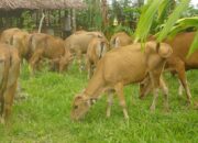 Pemkab Agam Siap Penuhi Kebutuhan Kurban Idul Adha, Stok Ternak Capai 57 Ribu Ekor