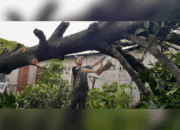 26 Pohon Tumbang di Padang Sepanjang Senin, BPBD: Fenomena Angin Langkisau