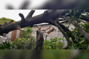 Petugas Tim Reaksi Cepat (TRC) Badan Penanggulangan Bencana Daerah (BPBD) memotong pohon tumbang di salah satu kawasan Kota Padang. (Foto: Dok. Pusdalops PB)
