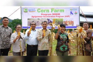Panen perdana jagung di Universitas Andalas (Unand) pada Selasa (6/2/2024) siang. (Foto: Dok. PPID)