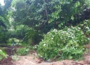 BPBD Padangpariaman: Puluhan Nagari Terdampak Banjir-Longsor