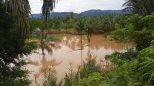 Banjir rusak lahan pertanian di Pasbar beberapa waktu lalu. (dok. Antara)