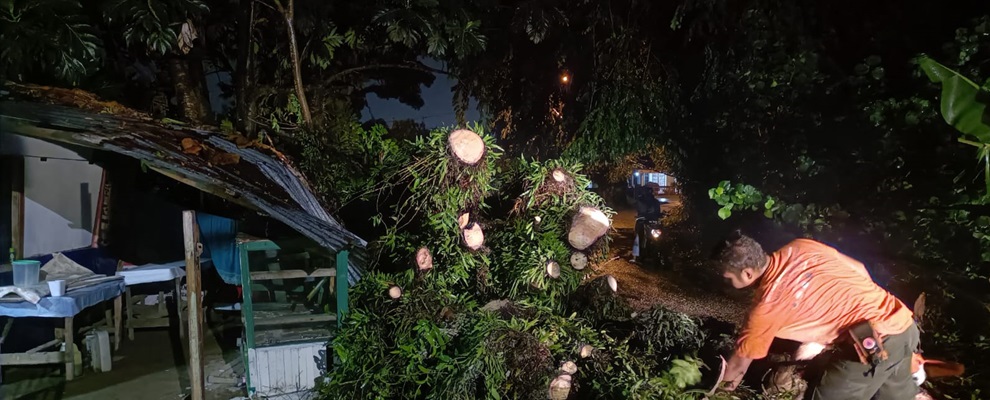 Petugas Badan Penanggulangan Bencana Daerah Kota Padang mengevakuasi pohon tumbang yang menimpa warung warga dan menutup akses jalan di kawasan Parupuk Tabing pada Sabtu (1/6/2024) dini hari. (Foto: Dok. BPBD)