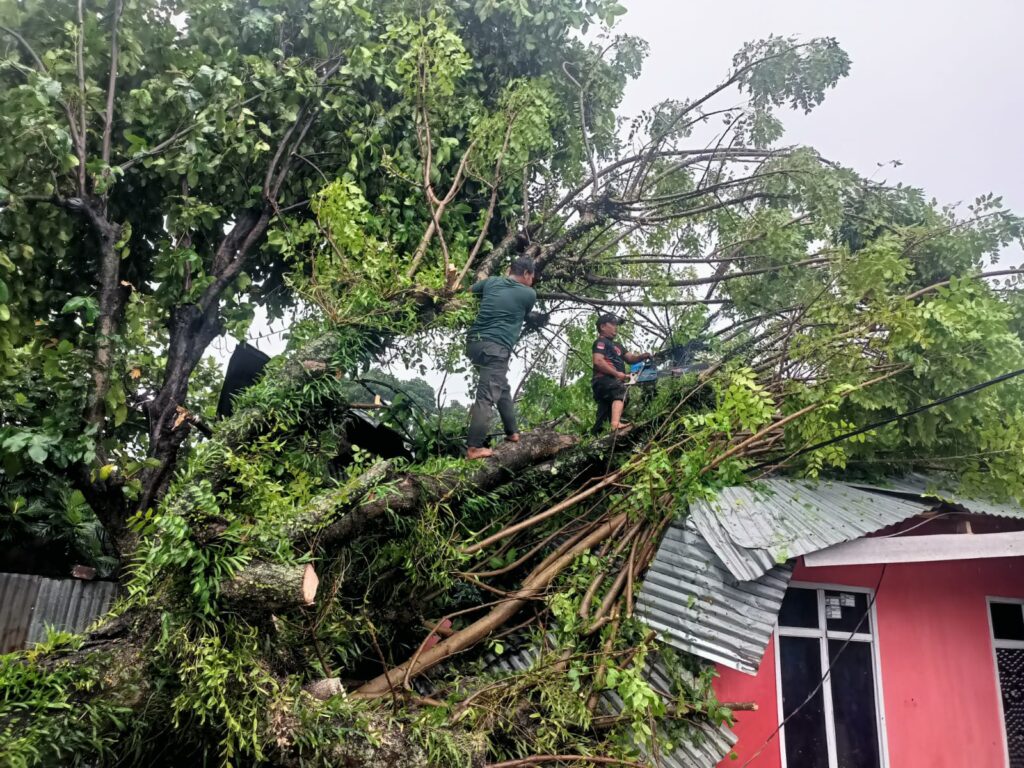 Salah satu pohon tumbang di Kota Padang menimpa rumah warga pada Jumat (21/6/2024). (Foto: Dok. Pusdalops PB)
