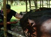 Agar Kualitas Sapi Terjaga, Petugas Keswan Painan Lakukan Inseminasi Buatan