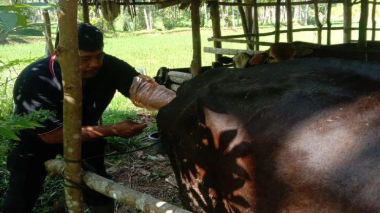 Petugas IB Puskeswan Painan, Mardoni, terhadap ternak sapi jenis simental milik Zalgadriada, di Nagari Limau Gadang Lumpo, Sabtu (2/8). (Antara)