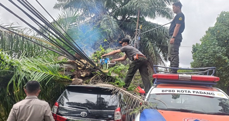 Pohon tumbang menimpa mobil di kawasan Tunggul Hitam pada Senin (19/8/2024) sore. (Foto: Dok. BPBD Padang)