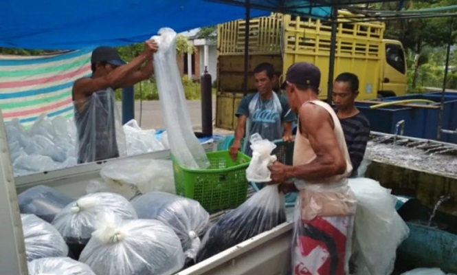 Petani keramba jaring apung di Danau Maninjau sedang memanen ikan. (Foto: Dok. Antara Sumbar)