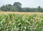 Petani Milenial di Tanahdatar Ajak Generasi Muda tak Gengsi jadi Petani