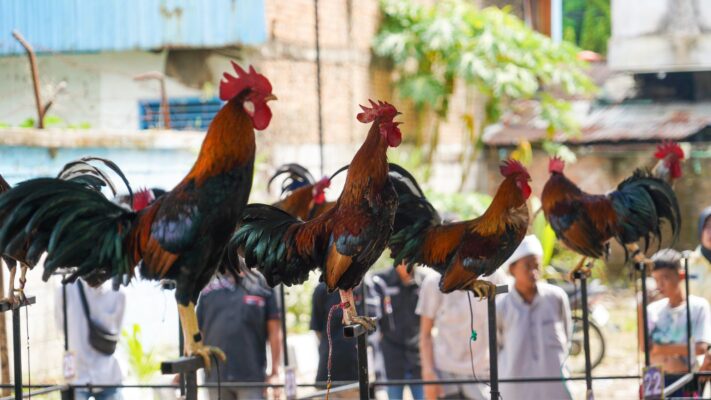 Lomba kukuak ayam balenggek dalam rangka memperingati Hari Jadi Kota (HJK) Padang ke-355 tahun. (Foto: Dok. Prokopim)