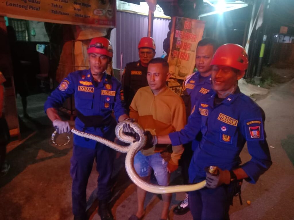 Evakuasi ular piton di sebuah rumah pinggir jalan di kawasan Marapalam, Kecamatan Padang Timur, Kota Padang pada Jumat (16/8/2024) dini hari. (Foto: Dok. Muhammad Aidil)