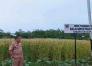 Pemkab Solok Kembangkan Bibit Beras Merah Jenis Guliang Tandai Merah