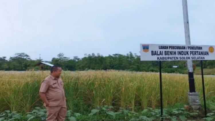 Kepala UPTD BBI Golden Arm, Yusri saat meninjau padi guliang tandai merah yang akan dipersiapkan untuk jadi bibit. (Antara)