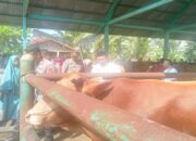 Tak Ada Kelangkaan, Pemkab Pasbar Pastikan Stok Pangan masih Mencukupi