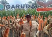 Pemkab Pasbar Optimistis Target Produksi 223.236 Ton Jagung Tercapai hingga Akhir Tahun