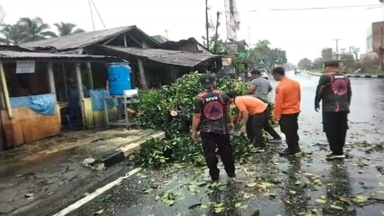 Petugas BPBD Pariaman membantu evakuasi pohon tumbang. (Foto: Dok. Istimewa)