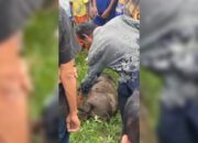 Diseruduk Babi Hutan, Seorang Warga Padangpariaman Luka-luka