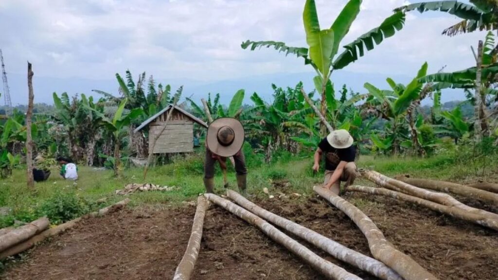 Sekelompok warga Marambuang, Nagari Baringin, Kecamatan Palembayan, Kabupaten Agam sedang membangun kandang komunal, Rabu (9/10). (Dok. Antara/Yusrizal)