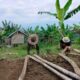 Sekelompok warga Marambuang, Nagari Baringin, Kecamatan Palembayan, Kabupaten Agam sedang membangun kandang komunal, Rabu (9/10). (Dok. Antara/Yusrizal)