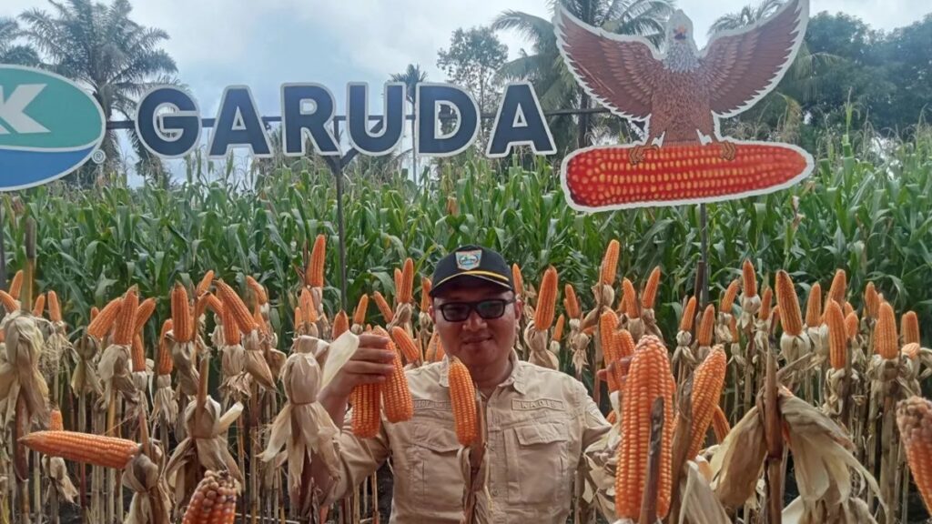 Kepala Dinas Tanaman Pangan dan Hortikultura Pasaman Barat Doddy San Ismail saat panen jagung di kelompok tani Kecamatan Luhak Nan Duo. (Antara/Altas Maulana)