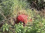 Kasus Temuan Mayat Terbungkus Kain Merah di Sitinjau Lauik, Polisi Tangkap Satu Pelaku