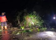 Dipicu Curah Hujan Tinggi, Jalan Rimbo Malampah Pasaman Longsor hingga Pohon Tumbang