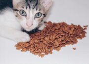 Jangan Pilih Sembarangan, Inilah Makanan untuk Kucing Sakit yang Harus Diketahui