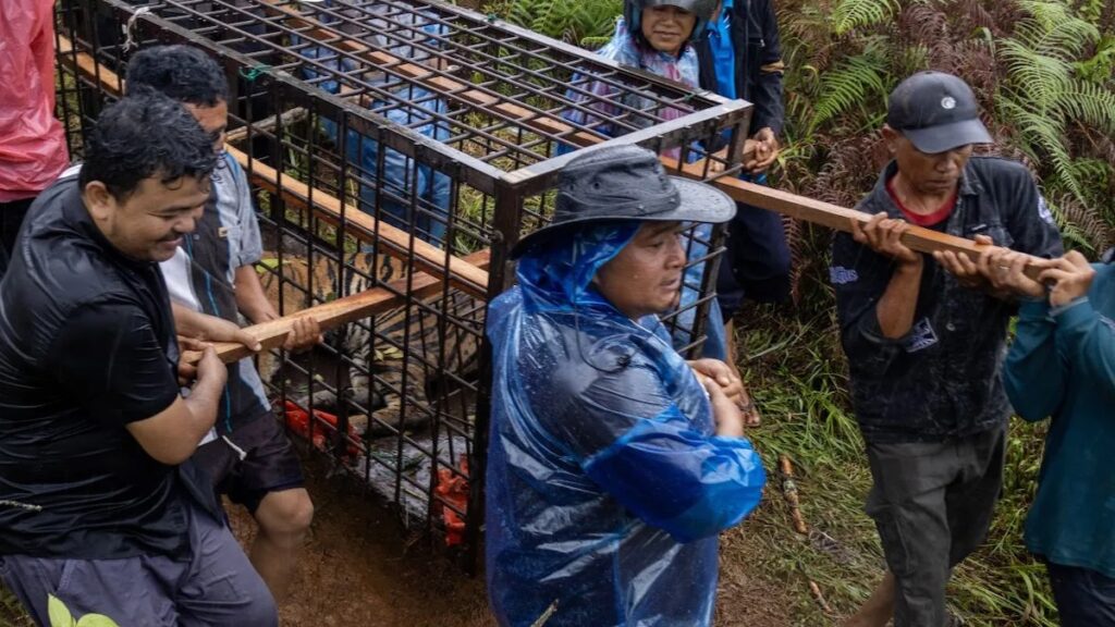 Warga bersama petugas BKSDA Sumbar mengevakuasi seekor harimau Sumatera yang masuk perangkap di Kabupaten Solok, Kamis (14/11/2024). (ANTARA/Muhammad Zulfikar)