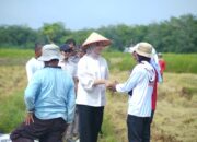 Hadiri Panen Raya di Nagari Tiumang, Cabup Annisa Diminta Perjuangkan Kuota Pupuk untuk Dharmasraya